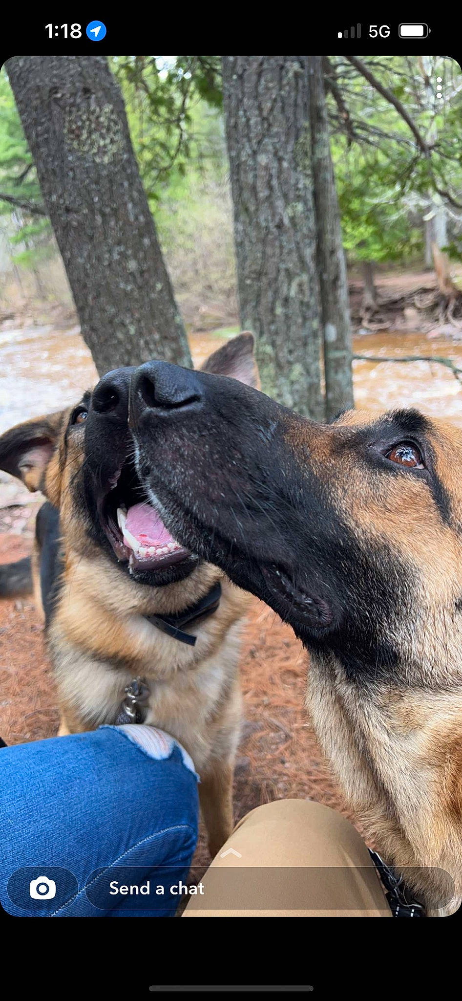 Sam is registered to the contest to win money with this photo: canidae, carnivore, collar, companion_dog, dog, dog_breed, fawn, fur, german_shepherd_dog, guard_dog, herding_dog, old_german_shepherd_dog, snout, sporting_group, terrestrial_animal, tree, whiskers, wildlife, working_animal, working_dog