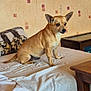 Ruby participe au concours pour gagner de l'argent avec cette photo : dog, bed, blanket, wallpaper, furniture, table, shoe, person, leg, indoors, animal, pet, tan_dog, ears, sitting, white_sheet, wooden_table, carpet, home, cozy