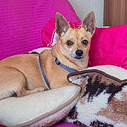 Ruby participe au concours pour gagner de l'argent avec cette photo : dog, small_dog, tan_dog, pet, couch, blanket, pink_blanket, patterned_blanket, indoor, furniture, relaxed, alert, ears, animal, canine, home, cozy, comfort, looking, lying_down