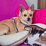 alert, animal, blanket, canine, comfort, couch, cozy, dog, ears, furniture, home, indoor, looking, lying_down, patterned_blanket, pet, pink_blanket, relaxed, small_dog, tan_dog
