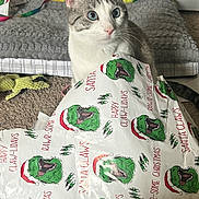 Elrond joined the competition — help win amazing prizes! cat, blue_eyes, wrapping_paper, christmas_theme, dinosaur_print, indoor, carpet, bed, curious, pet, feline, holiday, festive, playful, animal, cute, white_and_gray, close_up, sitting, domestic