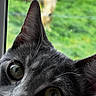 cat, gray_cat, close_up, green_eyes, ears, whiskers, window, glass, blurred_background, outdoor, grass, dog_in_background, pet, animal, curious, feline, domestic_animal, nature, portrait, looking