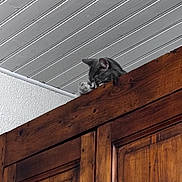 Winnie participe au concours pour gagner de l'argent avec cette photo : cat, gray_cat, sleeping, wooden_cabinet, furniture, indoor, ceiling, white_ceiling, paw, resting, peaceful, cozy, pet, animal, home, quiet, napping, feline, wood_texture, interior