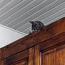cat, gray_cat, sleeping, wooden_cabinet, furniture, indoor, ceiling, white_ceiling, paw, resting, peaceful, cozy, pet, animal, home, quiet, napping, feline, wood_texture, interior