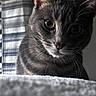 cat, tabby_cat, close_up, portrait, whiskers, yellow_eyes, gray_fur, curious, indoor, soft_light, blurred_background, striped_curtain, pet, animal, feline, face, ears, nose, fur_texture, cozy