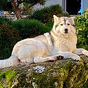 Mila participe au concours pour gagner de l'argent avec cette photo : dog, husky, animal, outdoor, nature, rock, moss, greenery, leaf, tree, pet, fur, canine, relaxed, lying_down, sunlight, garden, scenic, wildlife, peaceful