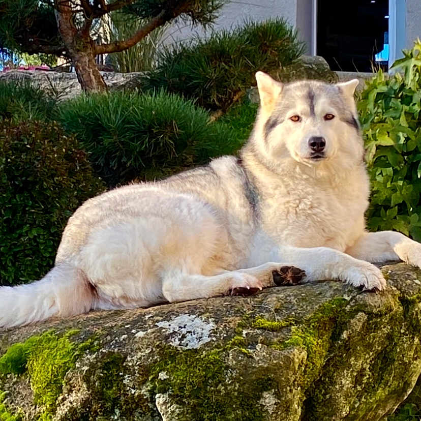 Mila participe au concours pour gagner de l'argent avec cette photo : dog, husky, animal, outdoor, nature, rock, moss, greenery, leaf, tree, pet, fur, canine, relaxed, lying_down, sunlight, garden, scenic, wildlife, peaceful