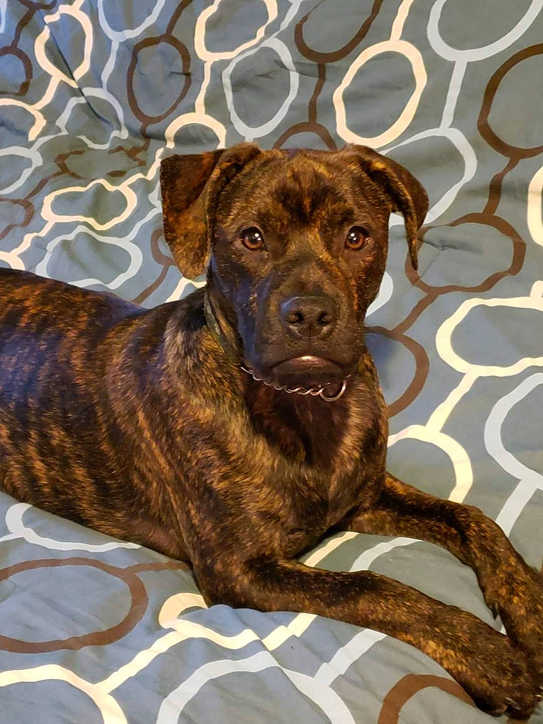 Copper joined the competition — help win amazing prizes! alano_espanol, alaunt, bandog, bullmastiff, canidae, carnivore, dog, dog_breed, fawn, mammal, mountain_cur, perro_de_presa_canario, plott_hound, rare_breed_dog, snout, sporting_group, tosa, treeing_tennessee_brindle, vertebrate