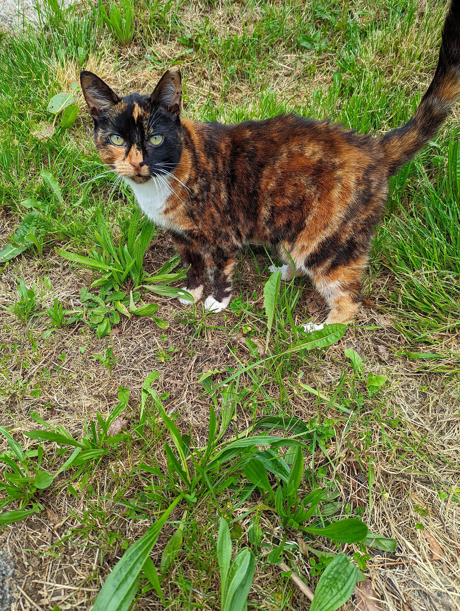 Tibbles joined the competition — help win amazing prizes! art, carnivore, cat, domestic_short_haired_cat, fawn, felidae, fur, grass, groundcover, paw, plant, small_to_medium_sized_cats, snout, tail, terrestrial_animal, tree, whiskers, wildlife