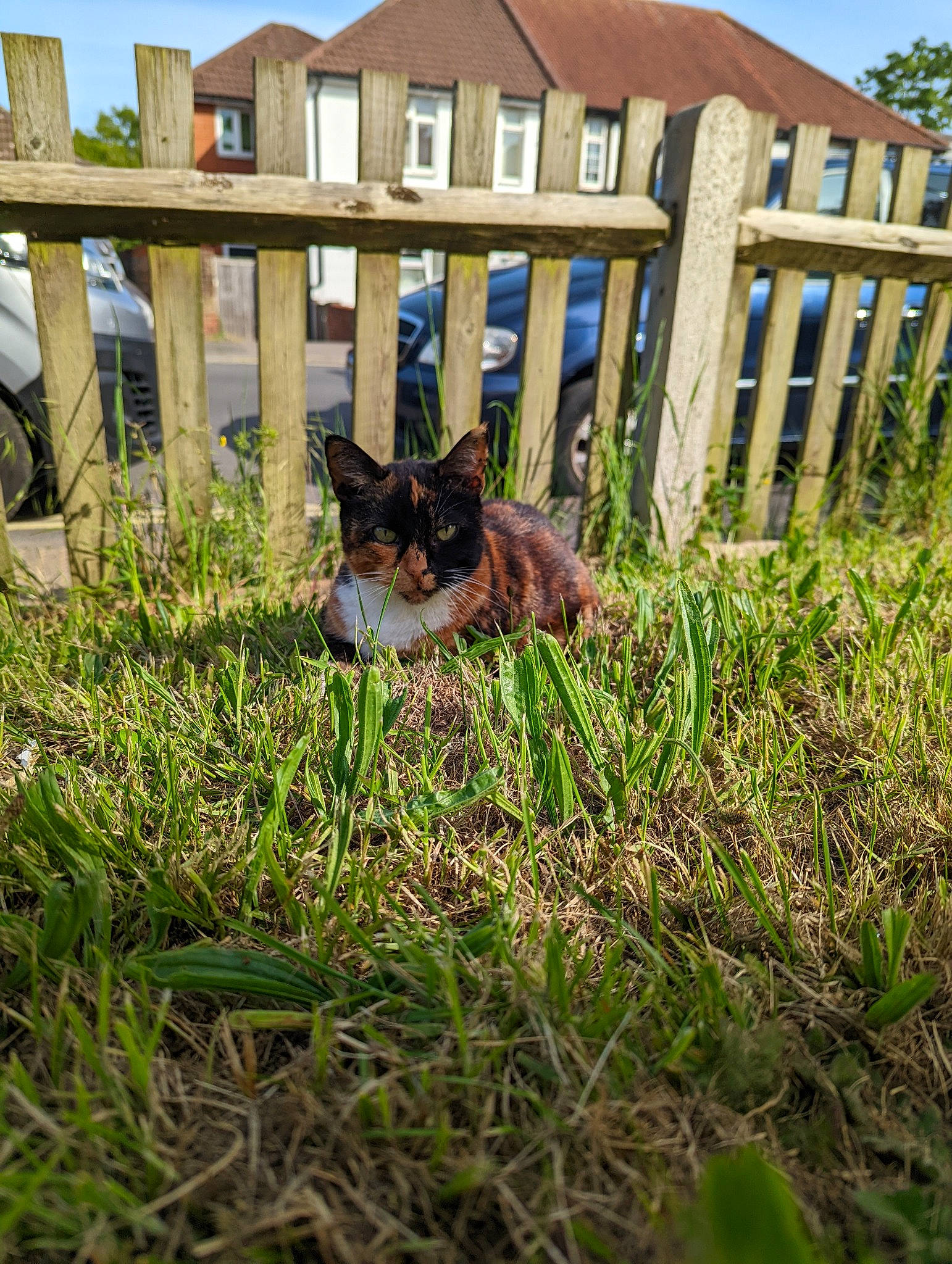 Tibbles joined the competition — help win amazing prizes! building, carnivore, cat, fawn, felidae, fence, grass, grass_family, grassland, groundcover, lawn, plant, sky, small_to_medium_sized_cats, terrestrial_animal, tire, wheel, whiskers, window, wood