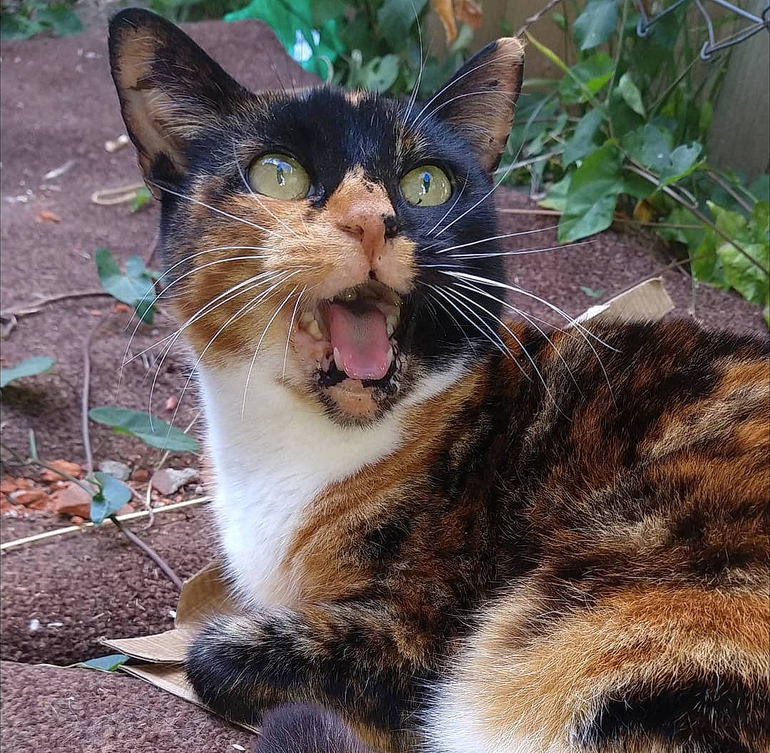 Tibbles joined the competition — help win amazing prizes! carnivore, cat, collar, domestic_short_haired_cat, eye, fang, fawn, felidae, grass, head, iris, paw, plant, small_to_medium_sized_cats, smile, snout, tail, terrestrial_animal, whiskers, window