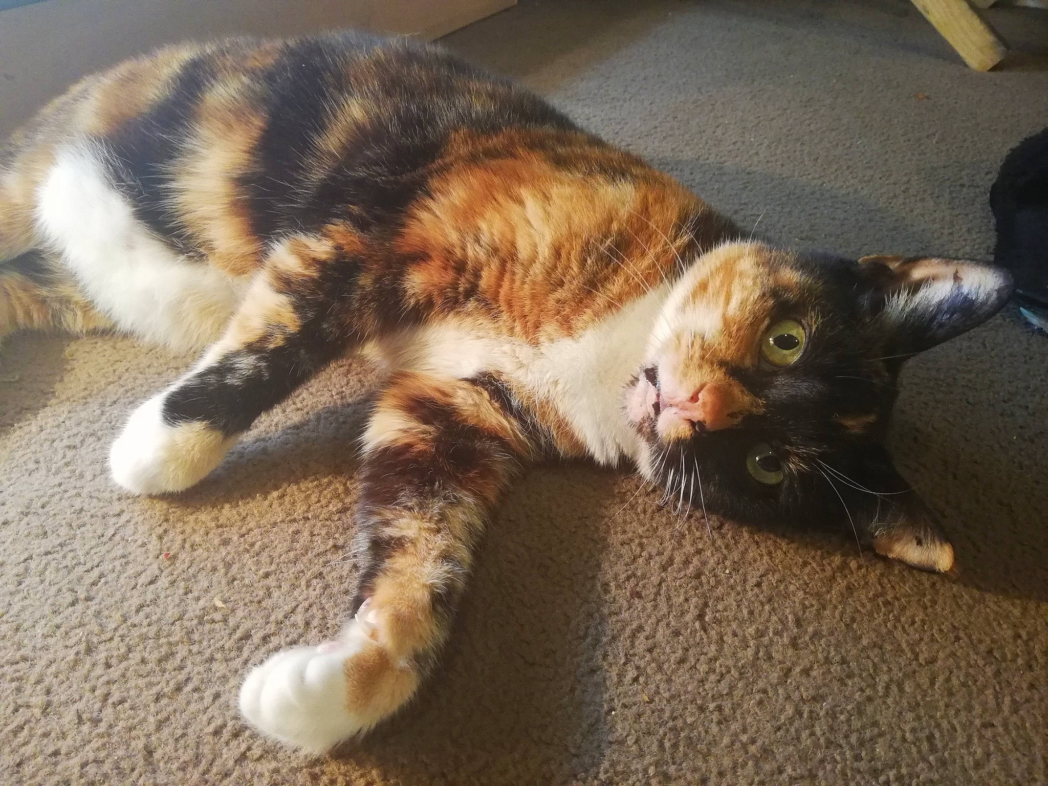 Tibbles is registered to the contest to win money with this photo: carnivore, cat, claw, comfort, domestic_short_haired_cat, eye, felidae, flooring, fur, lap, nap, paw, small_to_medium_sized_cats, snout, tail, terrestrial_animal, whiskers