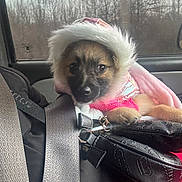 Spicy is registered to the contest to win money with this photo: animal, black_purse, car, cozy, cute, dog, forest, fur, hood, inside, jacket, leather, pet, pink, portrait, puppy, seat, seatbelt, window, winter