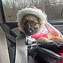 animal, black_purse, car, cozy, cute, dog, forest, fur, hood, inside, jacket, leather, pet, pink, portrait, puppy, seat, seatbelt, window, winter
