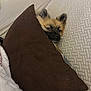 Spicy is registered to the contest to win money with this photo: animal, blanket, brown_pillow, couch, cozy, cute, dog, ears, fabric, face, fur, hiding, home, indoor, pet, pillow, relaxed, resting, small_dog, textured_couch