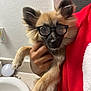 Spicy is registered to the contest to win money with this photo: animal, bathroom, cute, dog, ears, face, fur, furry, glasses, hand, holding, indoor, nose, person, pet, portrait, red_clothing, sink, wall, whiskers