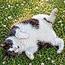 cat, animal, pet, grass, daisy, flower, outdoor, sunlight, nature, cute, fluffy, relaxed, playful, greenery, whiskers, feline, lying_down, garden, summer, adorable