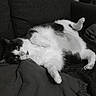 cat, sofa, blanket, relaxed, pet, indoor, feline, black_and_white, cozy, fur, paws, looking, lying_down, couch, home, animal, resting, texture, curious, cat_tree