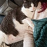cat, gray_and_white_cat, couch, blanket, person, sweater, indoor, relaxed, pet, snuggling, cozy, feline, resting, domestic_animal, fur, paw, head, ear, comfort, home