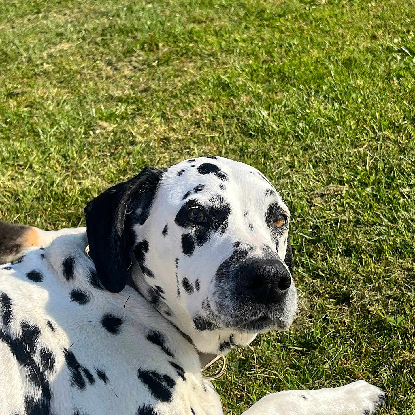 Pink participe au concours pour gagner de l'argent avec cette photo : animal, black_spots, canine, closeup, collar, dalmatian, daytime, dog, domestic_animal, friendly, grass, lying_down, mammal, nature, outdoor, pet, relaxed, summer, sunlight, white_coat