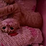 animal, blanket, cat, closeup, cozy, dim_light, fuzzy_bed, indoors, kitten, lying_down, orange_tabby, paws, pet, pink_lighting, plush, relaxed, sleeping, striped_fur, upside_down, whiskers