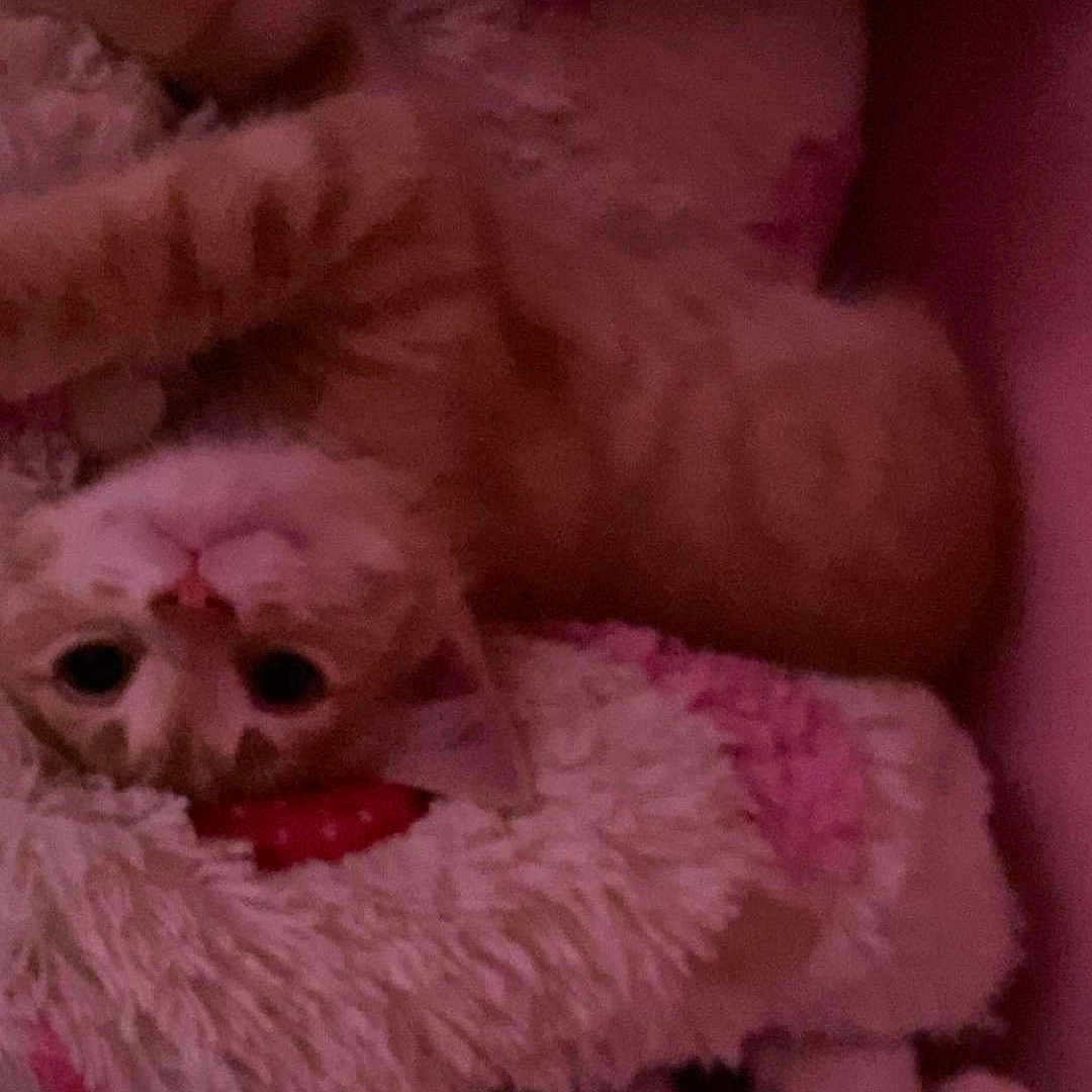 Felix
