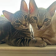 Koga And Kora is registered to the contest to win money with this photo: cat, kitten, tabby, pets, animal, cute, fur, ears, whiskers, window, windowsill, closeup, snuggling, two, domestic, mammal, young, resting, companions, soft_light