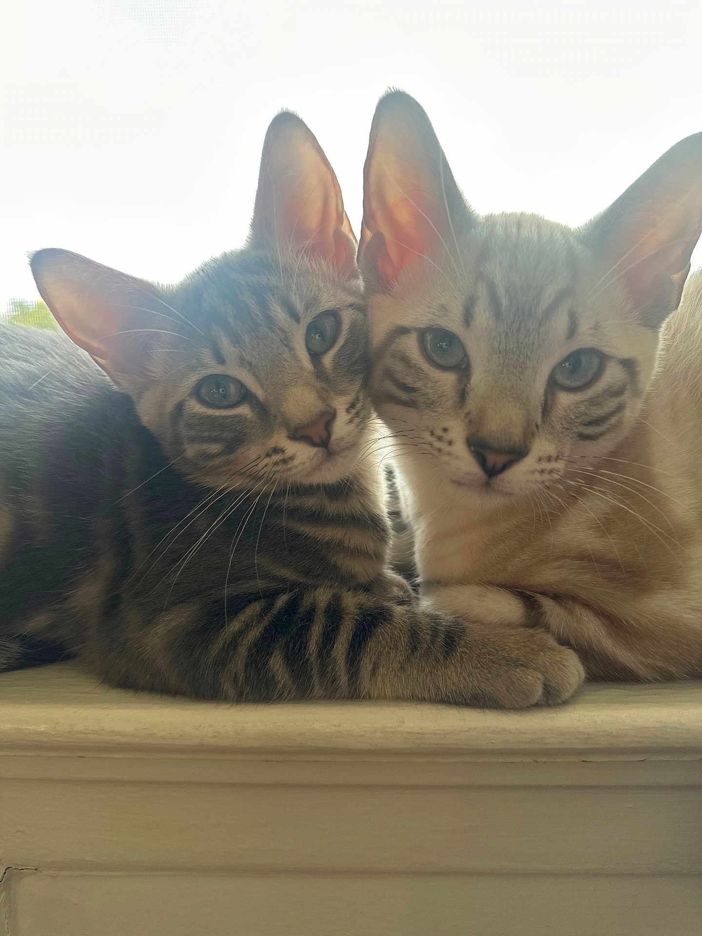 Koga And Kora is registered to the contest to win money with this photo: cat, kitten, tabby, pets, animal, cute, fur, ears, whiskers, window, windowsill, closeup, snuggling, two, domestic, mammal, young, resting, companions, soft_light