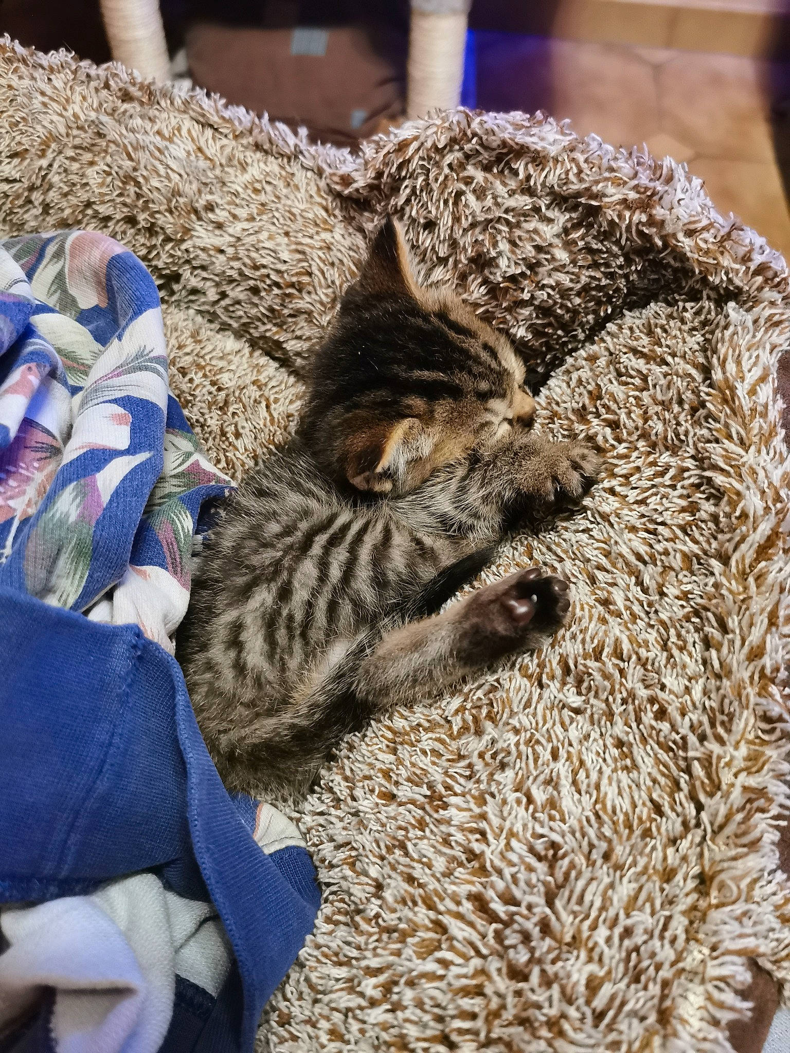 Romarin a rejoint le concours — aidez-le/la à gagner de superbes lots ! asian, california_spangled, carnivore, cat, domestic_short_haired_cat, dragon_li, egyptian_mau, european_shorthair, felidae, fur, kitten, mammal, ocicat, pixie_bob, savannah, small_to_medium_sized_cats, tabby_cat, whiskers