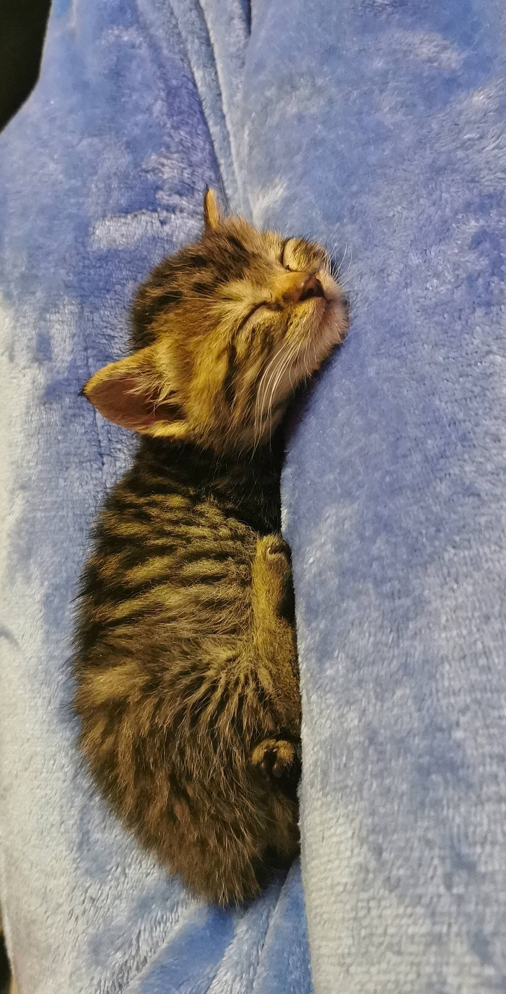 Romarin a rejoint le concours — aidez-le/la à gagner de superbes lots ! aegean_cat, american_bobtail, california_spangled, carnivore, cat, domestic_short_haired_cat, dragon_li, european_shorthair, felidae, fur, kitten, maine_coon, norwegian_forest_cat, pixie_bob, small_to_medium_sized_cats, tabby_cat, tail, toyger, whiskers, wild_cat