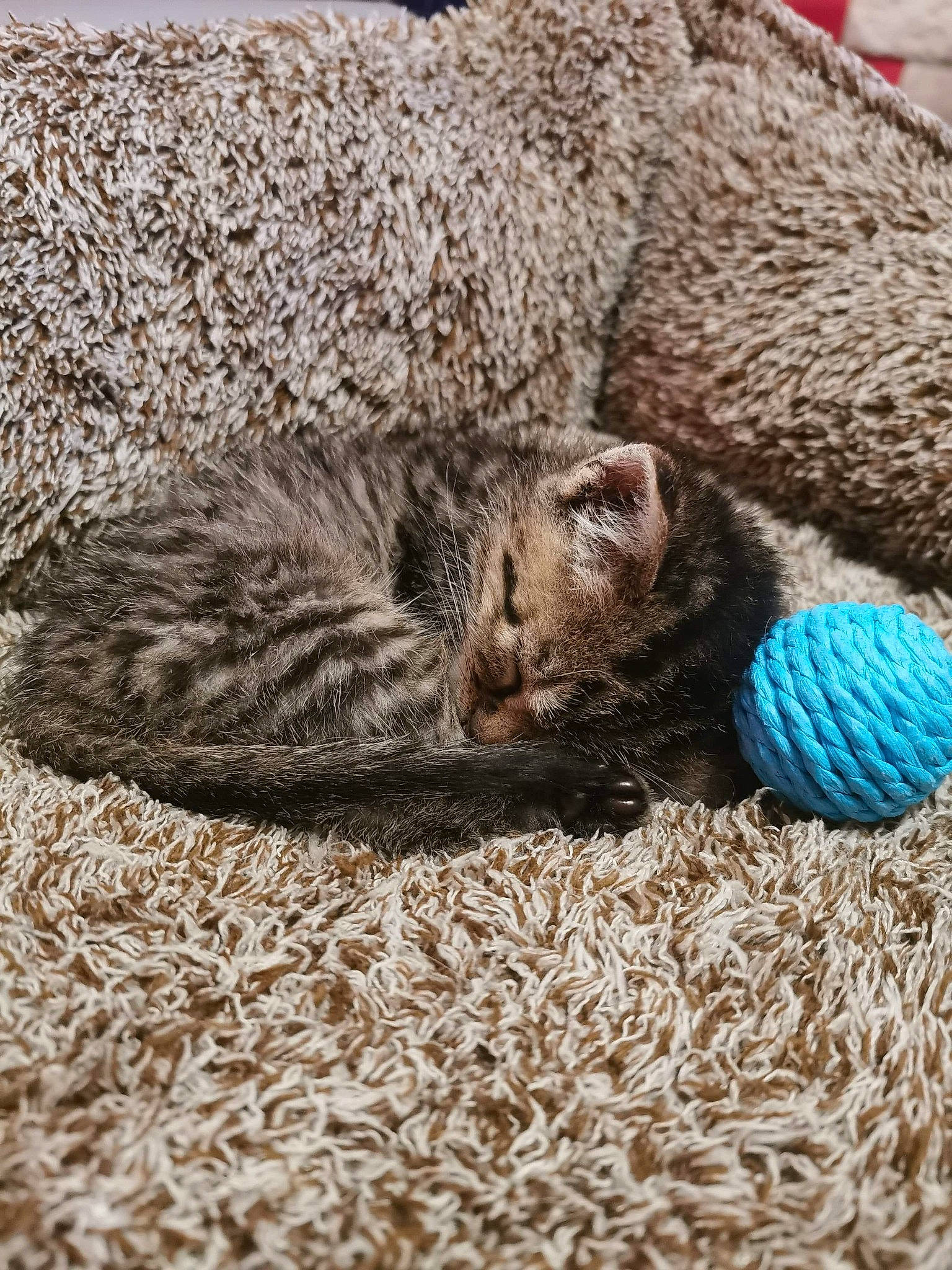 Romarin a rejoint le concours — aidez-le/la à gagner de superbes lots ! beige, carnivore, cat, fawn, felidae, fur, hedgehog, kitten, nap, small_to_medium_sized_cats, whiskers