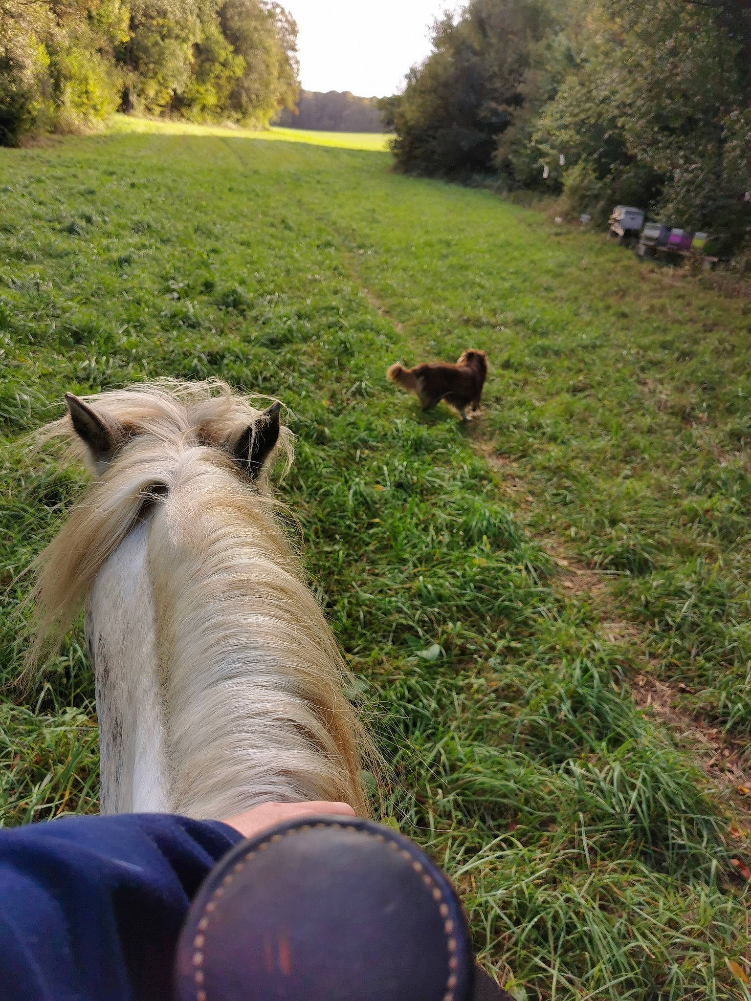 Noxy a rejoint le concours — aidez-le/la à gagner de superbes lots ! farm, grass, grass_family, grassland, grazing, horse, landscape, livestock, mane, meadow, pasture, pony, rural_area, trail_riding, tree, wildlife