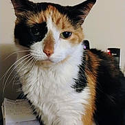 Roxi joined the competition — help win amazing prizes! animal, calico_cat, calm, cat, close_up, cute, domestic_animal, ears, eyes, face, feline, fur, indoor, mammal, nose, pet, portrait, sitting, soft_fur, whiskers