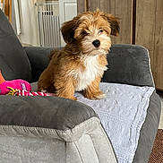 Abyss participe au concours pour gagner de l'argent avec cette photo : puppy, dog, brown_fur, white_fur, armchair, towel, dog_toy, indoor, wooden_cabinets, baby_gate, cozy, pet, fur, cute, small_dog, sitting, living_room, furniture, domestic, house