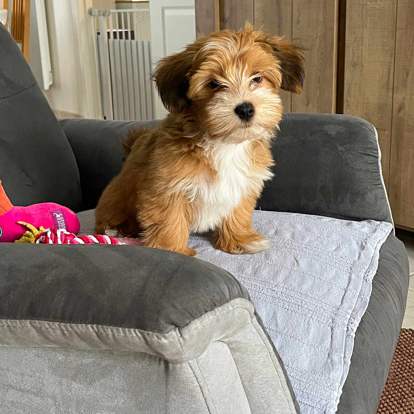 Abyss participe au concours pour gagner de l'argent avec cette photo : armchair, baby_gate, brown_fur, cozy, cute, dog, dog_toy, domestic, fur, furniture, house, indoor, living_room, pet, puppy, sitting, small_dog, towel, white_fur, wooden_cabinets
