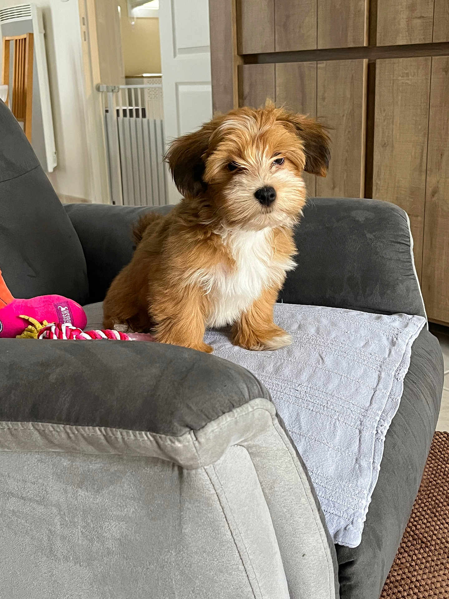 Abyss participe au concours pour gagner de l'argent avec cette photo : puppy, dog, brown_fur, white_fur, armchair, towel, dog_toy, indoor, wooden_cabinets, baby_gate, cozy, pet, fur, cute, small_dog, sitting, living_room, furniture, domestic, house