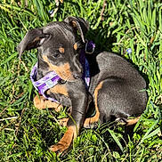 Athéna a rejoint le concours — aidez-le/la à gagner de superbes lots ! puppy, dog, grass, outdoor, sunlight, purple_harness, pet, animal, young_dog, nature, greenery, cute, sitting, fur, ears, snout, small, playful, summer, shadows