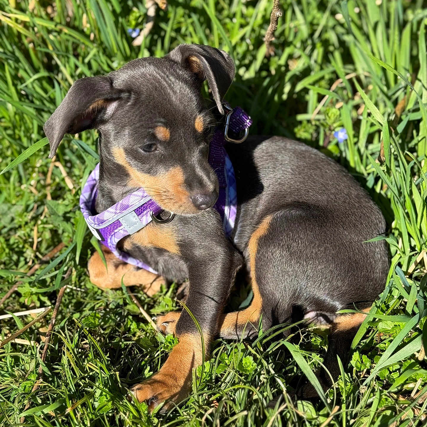 Athéna a rejoint le concours — aidez-le/la à gagner de superbes lots ! puppy, dog, grass, outdoor, sunlight, purple_harness, pet, animal, young_dog, nature, greenery, cute, sitting, fur, ears, snout, small, playful, summer, shadows
