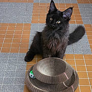 Byron participe au concours pour gagner de l'argent avec cette photo : alert, animal, black_cat, cardboard_scratcher, cat_toy, closeup, fluffy_tail, furry, geometric_pattern, green_eyes, indoor, kitten, long_hair, pet, playful, pointed_ears, portrait, sitting, tiled_floor, whiskers
