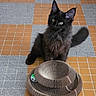 alert, animal, black_cat, cardboard_scratcher, cat_toy, closeup, fluffy_tail, furry, geometric_pattern, green_eyes, indoor, kitten, long_hair, pet, playful, pointed_ears, portrait, sitting, tiled_floor, whiskers