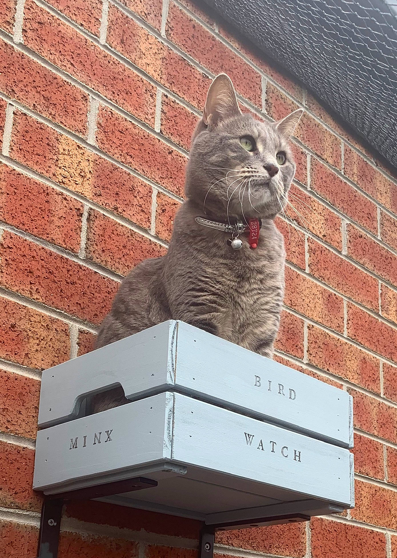 Minx is registered to the contest to win money with this photo: art, brick, brickwork, carnivore, cat, domestic_short_haired_cat, felidae, font, grey, line, rectangle, roof, signage, small_to_medium_sized_cats, snout, tail, wall, whiskers, window, wood