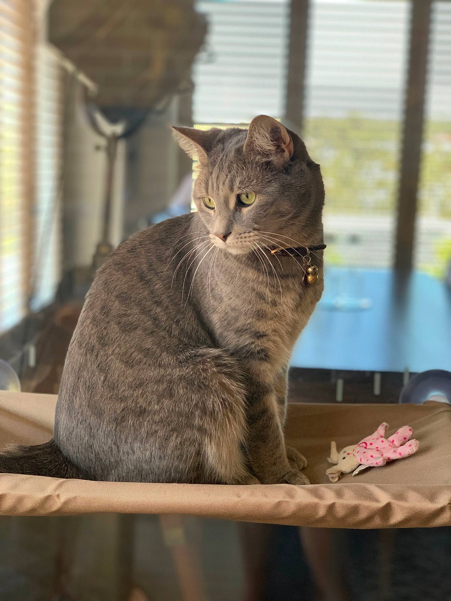 Minx is registered to the contest to win money with this photo: carnivore, cat, domestic_short_haired_cat, eye, fawn, felidae, fur, grey, sitting, small_to_medium_sized_cats, snout, table, tail, terrestrial_animal, whiskers, wildlife, window