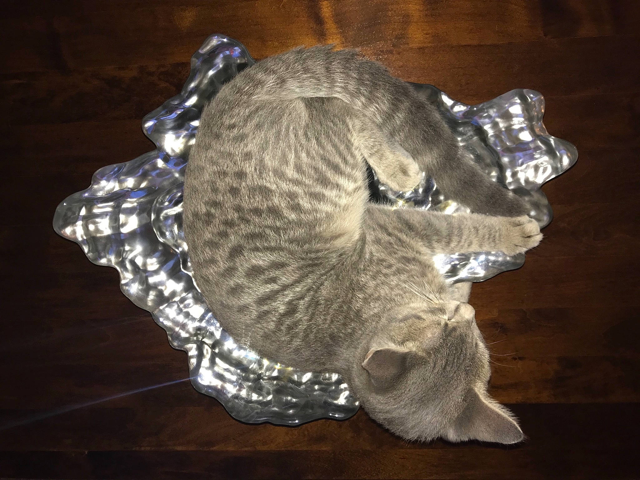 Minx joined the competition — help win amazing prizes! art, artifact, carnivore, cat, claw, darkness, domestic_short_haired_cat, felidae, fur, jaw, metal, paw, sculpture, small_to_medium_sized_cats, snout, still_life_photography, tail, terrestrial_animal, whiskers, wildlife