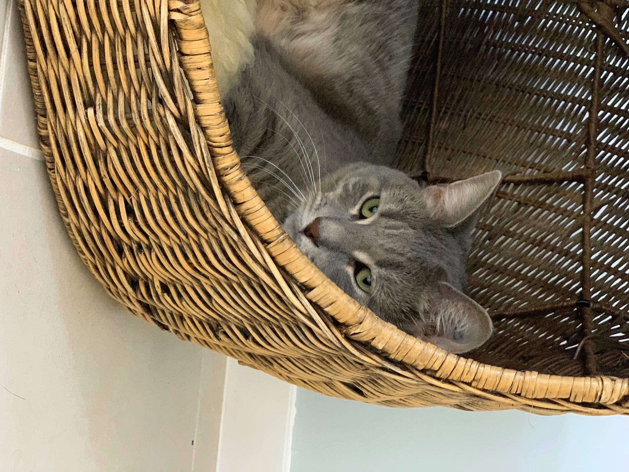 Minx joined the competition — help win amazing prizes! basket, carnivore, cat, comfort, domestic_short_haired_cat, fawn, felidae, fur, mesh, small_to_medium_sized_cats, snout, tail, terrestrial_animal, tire, tree, trunk, twig, whiskers, wicker, wood