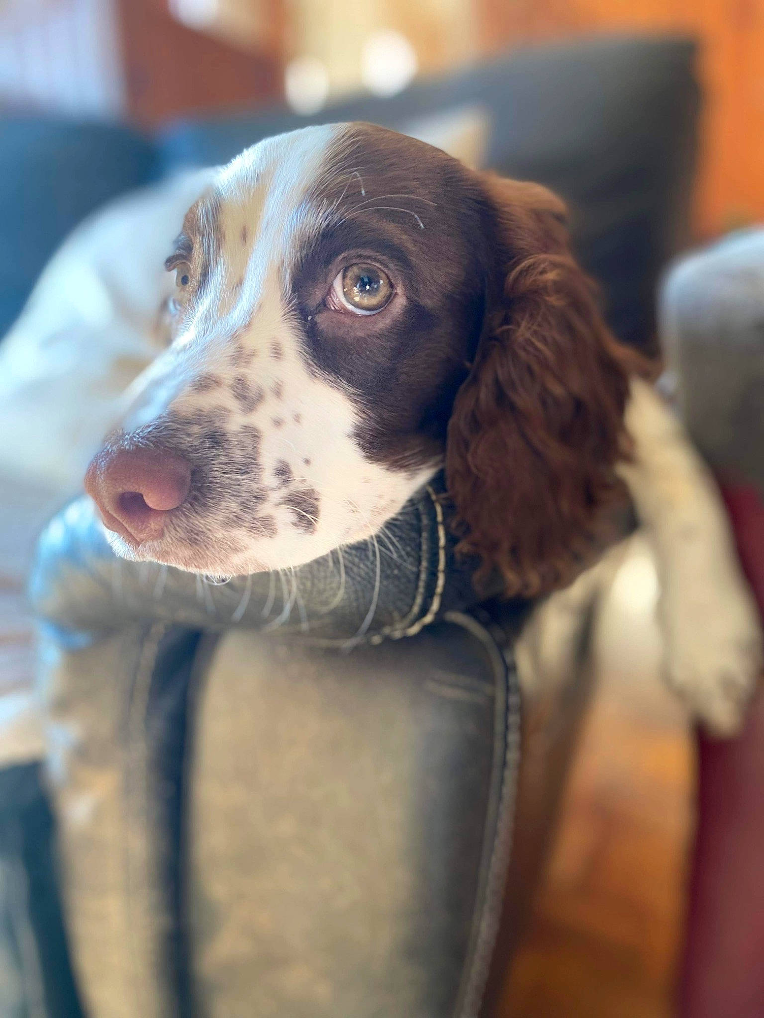 Utah a rejoint le concours — aidez-le/la à gagner de superbes lots ! ball, braque_francais, carnivore, collar, companion_dog, dog, dog_breed, dog_collar, dog_supply, fawn, fur, gun_dog, liver, old_danish_pointer, pointing_breed, snout, spaniel, sporting_group, whiskers, working_animal