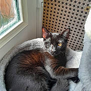 Rocky is registered to the contest to win money with this photo: black_cat, cat, pet, one_eye_closed, feline, resting, cozy_bed, soft_bed, sunlight, window, door, decorative_glass, indoor, fur, whiskers, relaxed, animal, cute, one_eye, paw