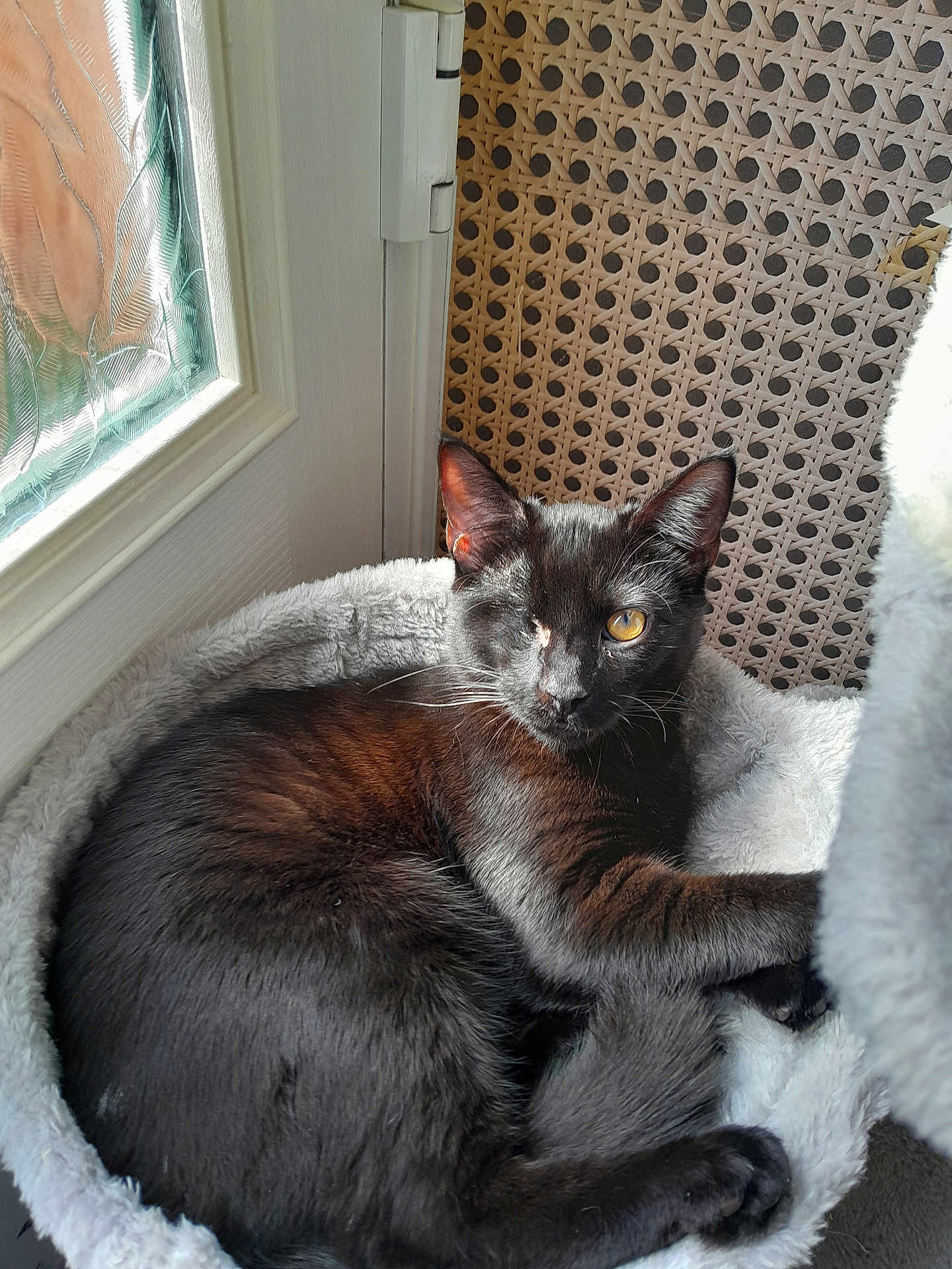 Rocky