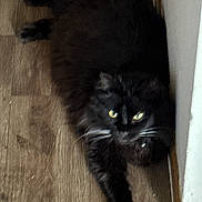 Binx joined the competition — help win amazing prizes! animal, black_cat, cat, corner, domestic_animal, feline, floor, fur, home, indoor, laying_down, mammal, paw, pet, relaxed, stretching, wall, whiskers, wooden_floor, yellow_eyes