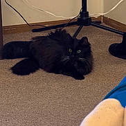 Binx joined the competition — help win amazing prizes! cat, black_cat, carpet, indoor, furniture, cable, corner, wall, floor, pet, fur, whiskers, eyes, resting, animal, cozy, blanket, blue, cream, stand