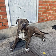 Atao participe au concours pour gagner de l'argent avec cette photo : alert, animal, brick_wall, canine, chain, collar, concrete, daylight, dog, lying_down, metal_door, outdoor, paw, pet, pitbull, resting, side_view, street, tail, urban